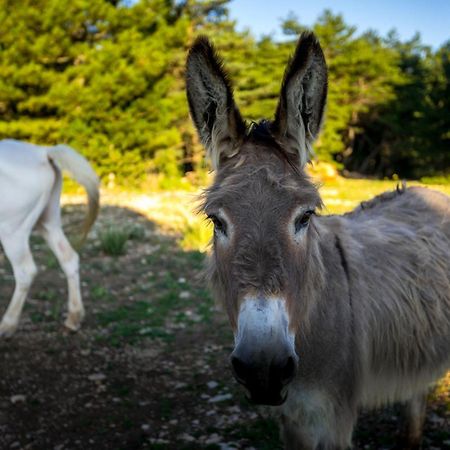 A Ventoux Yourte Monieux 外观 照片